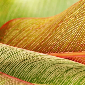 Indonesia, Bali, Close-Up Of Tropical Plants, Leaves
