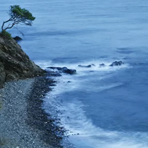 Isolated Tree On A Cliff Overlooking A Pebble Beach Along The Coast; Benalmadena-Costa, Malaga, Andalusia, Spain