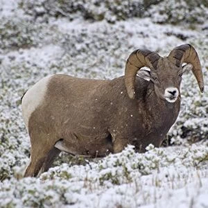 Jasper National Park, Alberta, Canada; Bighorn Sheep (Ovis Canadensis)