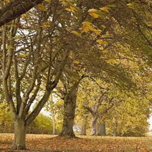 Kelso, Scottish Borders, Scotland; Trees In Autumn