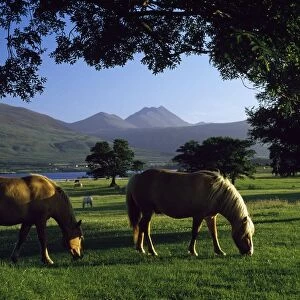 Killarney, Co Kerry, Ireland; Two Horses Grazing In A Paddock