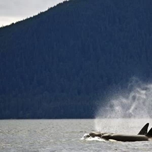 Killer Whales, Alaska, Usa