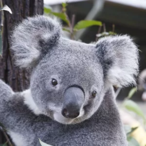 Koala In Tree, Phascolarctos Cinereus, Australia