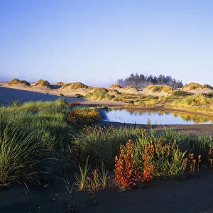 Landscape With A Variety Of Plants, Oregon Dunes National Recreation Area; Lakeside, Oregon, United States Of America