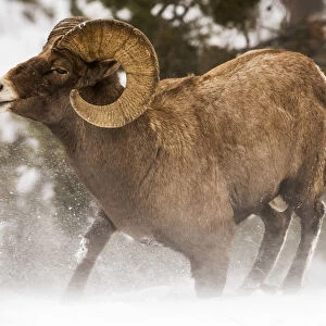 Large Bighorn Ram (Ovis Canadensis) Kneeling Down Into Blowing Snow, Shoshone National Forest; Wyoming, United States Of America