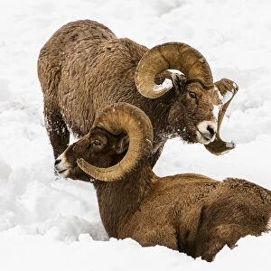 Large Bighorn Ram (Ovis Canadensis) Approaches Another Large Bighorn Ram Lying In The Snow, Shoshone National Forest; Wyoming, United States Of America