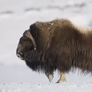 Large Bull Musk-Ox Walking On The Snowy & Frozen Tundra In Winter On The Seward Peninsula Near Nome, Arctic, Alaska