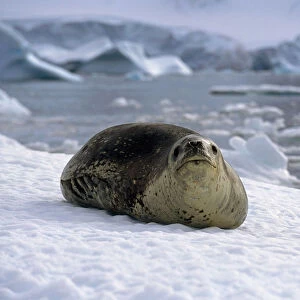 Leopard Seal Laying On Ice Pack Antarctica Summer