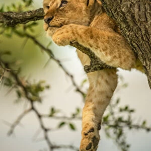 Lion cub relaxing on tree branch looking up in Tanzania