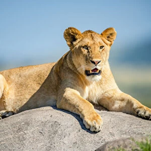 Lioness lying on rock in the bright sunshine in Tanzania