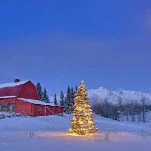 Lit Christmas Tree In A Snow Covered Field Standing In Front Of A Vintage Red Barn At Dusk With Chugach Mountains; Palmer Alaska Usa