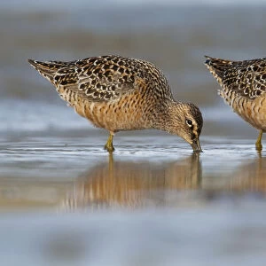 Long-Billed Dowitcher Feeding On The Mudflats Of The Copper River Delta, Southcentral Alaska, Spring