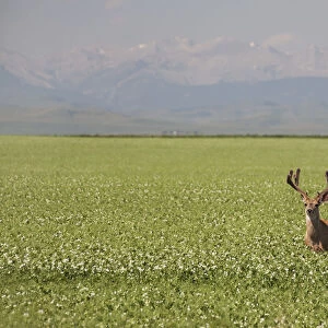 Male Deer With Antlers In A Flowering Pea Field With Mountains And Foothills In The Background; Alberta, Canada
