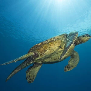 Male Green Sea Turtles (Chelonia Mydas), An Endangered Species, Have A Much Longer Tail Then The Females, As Pictured Here; Hawaii, United States Of America