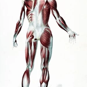 Back Of The Male Human Body Showing Muscles Sinews And Bones From The Vessels Of The Human Body Edited By Jones Quain And William Wilson Published London By Taylor And Watson 1837