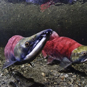 Male Pink Salmon Displays Raised Head In Dominance Over Other Salmon, Power Creek, Copper River Delta, Prince William Sound, Southcentral Alaska