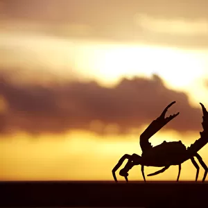 Mexico, Cabo San Lucas, Crab Walking On Railing In Sunset; Baja California Sur