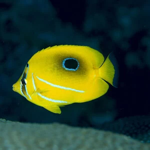 Micronesia, Bennetts Butterflyfish (Chaetodon Bennetti) B1954