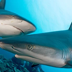 Micronesia, Two Gray Reef Sharks (Carcharhinus Amblyrhynchos) In Turquoise Ocean Water; Yap