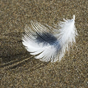A Molted Gull Feather Lies On The Beach; Cannon Beach, Oregon, United States Of America