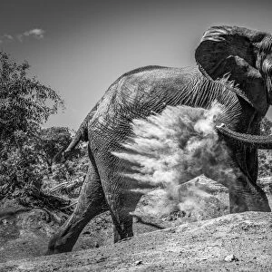 Monochrome African elephant giving itself dust bath, Chobe National Park, Botswana