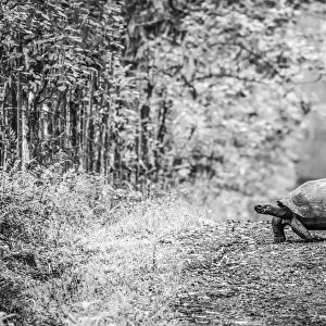 Monochrome Galapagos tortoise crossing straight dirt road