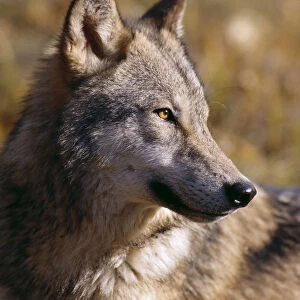 Montana, Portrait Shot, Side View Of Gray Wolf In Field Of Dry Grass