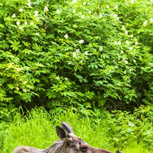 A Moose Cow (Alces Alces) And Her Calf Are Resting Near One Of Many Bike / Hiking Trails In Kincade Park On A Sunny Summer Day; Anchorage, Alaska, United States Of America