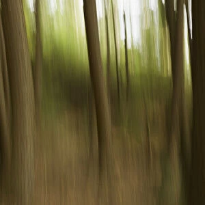 Motion Blur Of Trees; Ontario, Canada