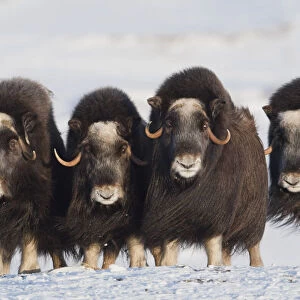 Musk-Ox Cows In A Defensive Lineup During Winter On The Seward Peninsula Near Nome, Arctic Alaska