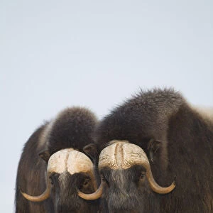 Muskox Bulls On Windswept Ridge During Winter On The Seward Peninsula Near Nome, Arctic Alaska