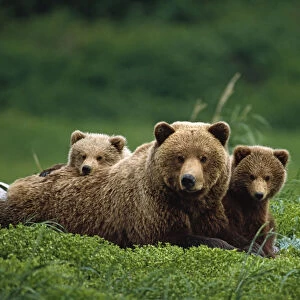 / Ngrizzly Bear Mother And Cubs Lay In Field Southwest Ak / Nsummer