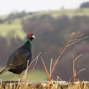Northumberland, England; A Bird With A Red Patch Of Feathers Around Its Eye