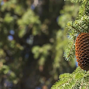 Open Cone On Spruce Tree; Edmonton, Alberta, Canada
