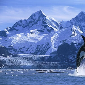 Orca Whale Breaching Glacier Bay Composite Se