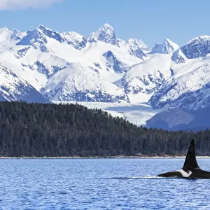 An Orca Whale (Killer Whale) (Orcinus Orca), Male As Indicated By The Height Of Its Dorsal Fin, Surfaces In Lynn Canal, Herbert Glacier, Inside Passage; Alaska, United States Of America