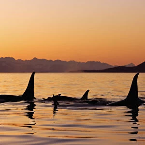 Orca Whales Surface In Lynn Canal At Sunset With Coast Range In The Background, Alaska