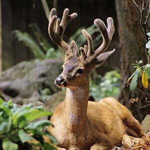 Oregon, Black-Tailed Deer, (Odocoileus Hemionus), Calmly Sitting On Ground