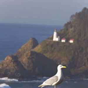 Oregon, United States Of America; A Bird Sitting On A Rock With Heceta Head Lighthouse In The Background Along The Coast Of The Pacific Ocean