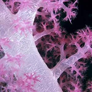 Palau, Alcyonarian Coral Pink Detail, Black Background
