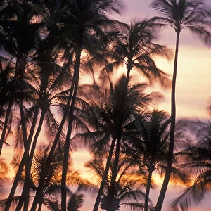 Palm Trees And A Couple In Beach Chairs At Sunset At Anaehoomalu Bay, Waikoloa Resort; Kohala, Island Of Hawaii, Hawaii, United States Of America