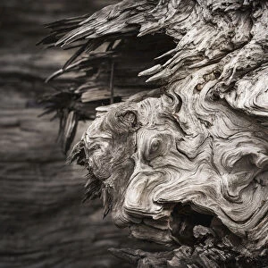 Patterns Are Found In The Driftwood At Willapa Bay On The Washington Coast; Bay Center, Washington, United States Of America