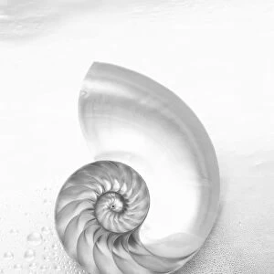 Pearl Nautilus Shell Cut In Half Showing Chambers (Black And White Photograph)