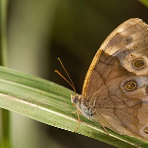 A Pearly Eye Butterfly (Enodia) Rests On A Blade Of Grass; Vian, Oklahoma, United States Of America