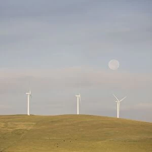 Pincher Creek, Alberta, Canada; Wind Turbines On A Hillside With The Moon In The Sky