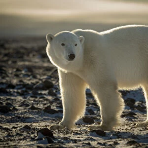 Polar bear stands looking back on tundra