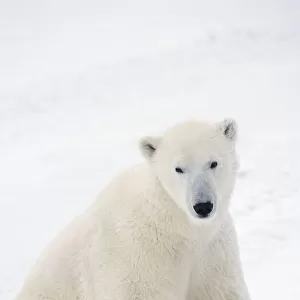 Polar Bear (Ursus Maritimus) Sitting On His Hind Legs Gazing Into The Camera; Churchill, Manitoba, Canada