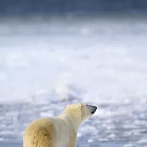 Polar Bear (Ursus Maritimus) Sniffs The Air As He Is On The Hunt For Food; Churchill, Manitoba, Canada