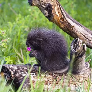 Porcupine Baby Eating Flower