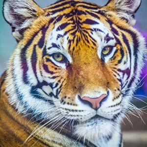 Portrait Of Bengal Tiger (Panthera Tigris Tigris) Endangered Species, Captive; Chippewa Falls, Wisconsin, United States Of America